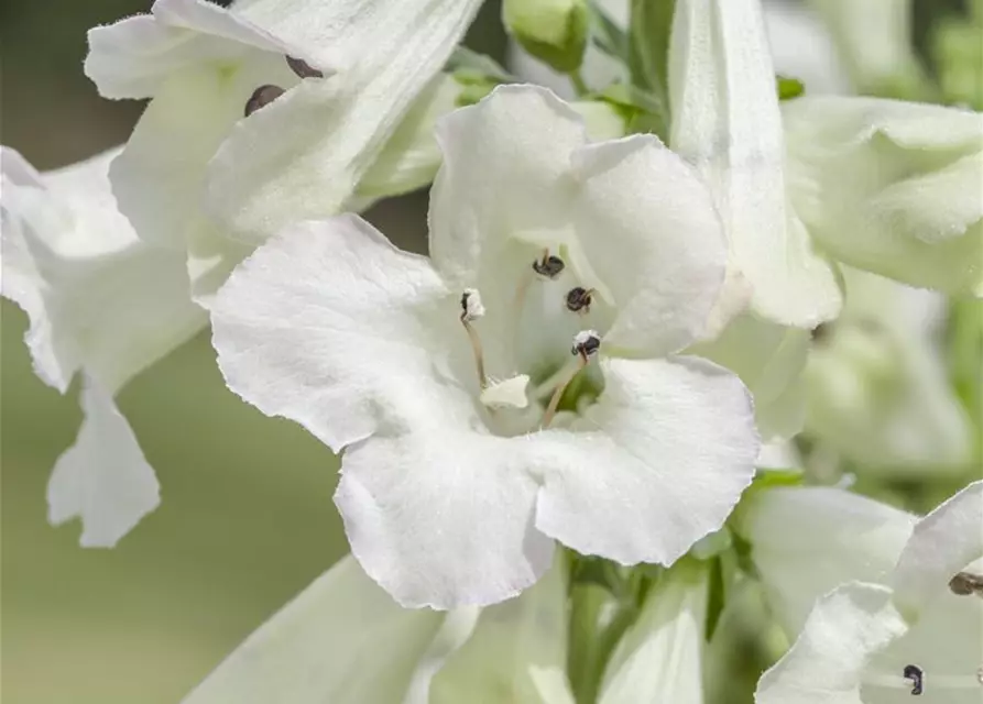 Penstemon barbatus