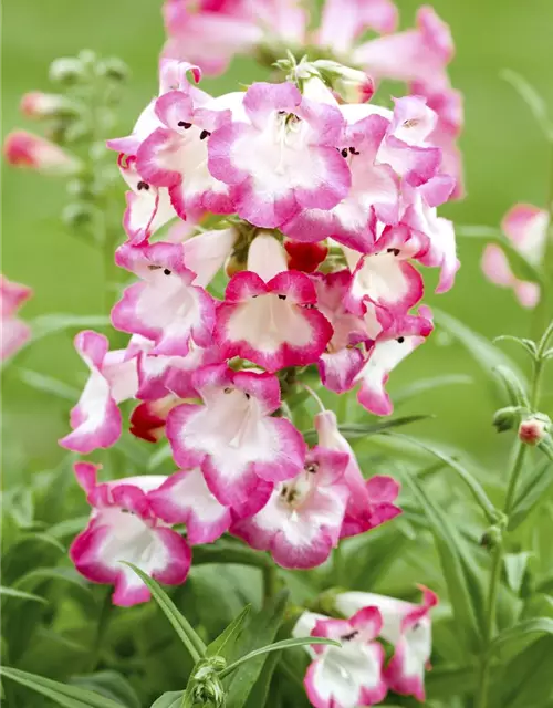 Penstemon barbatus