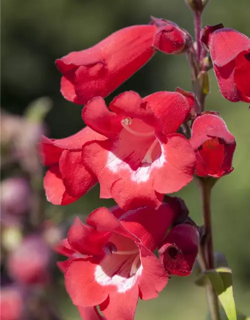 Penstemon barbatus