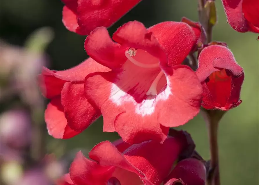 Penstemon barbatus