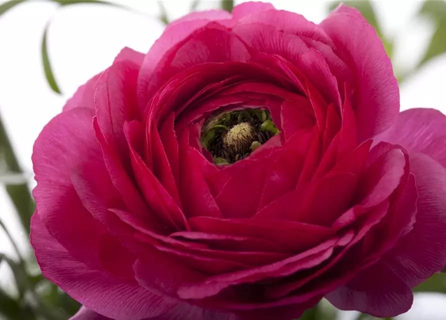 Ranunculus asiaticus