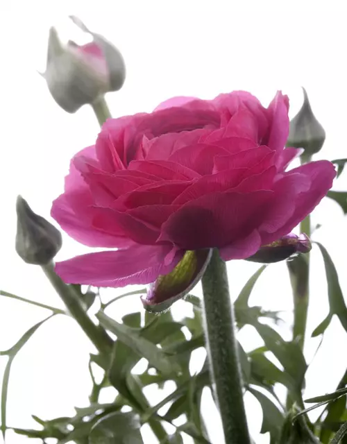 Ranunculus asiaticus