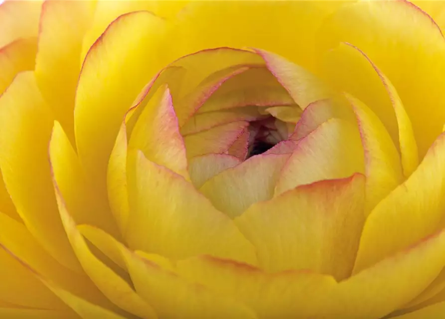 Ranunculus asiaticus