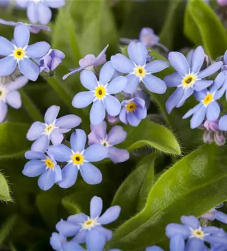 Myosotis sylvatica