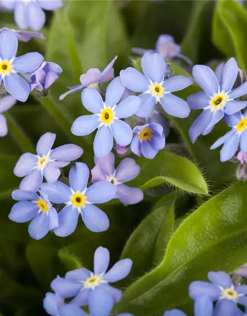 Myosotis sylvatica