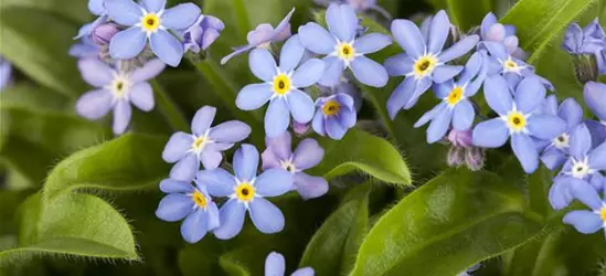 Myosotis sylvatica