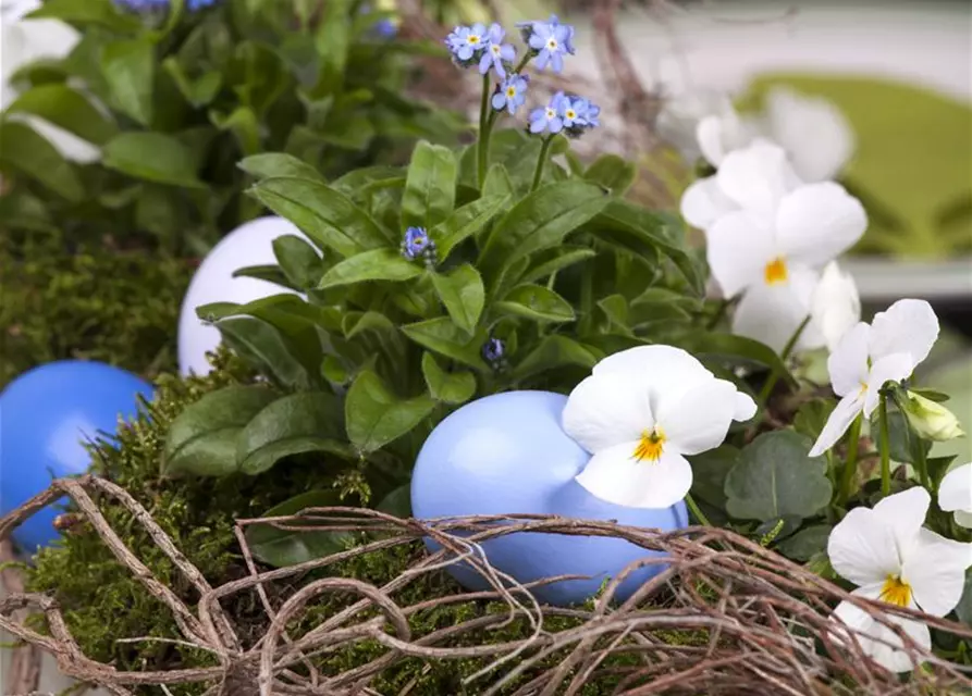 Myosotis sylvatica