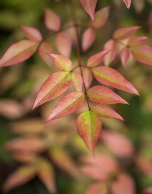 Nandina domestica