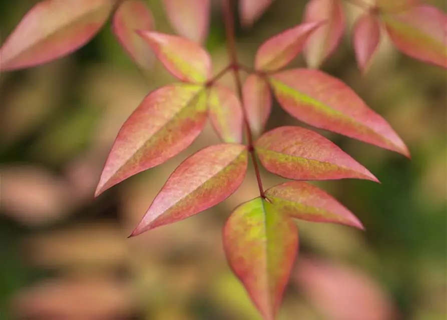 Nandina domestica