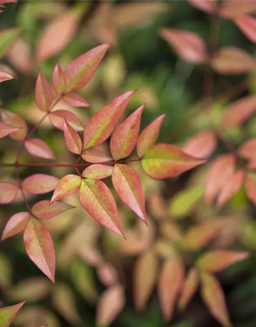 Nandina domestica