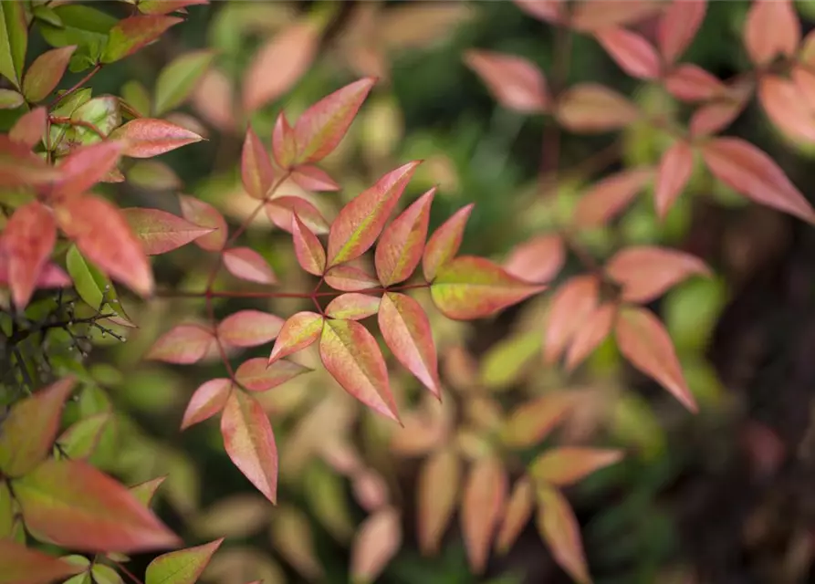 Nandina domestica