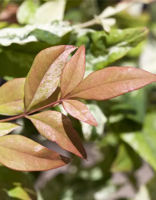 Nandina domestica