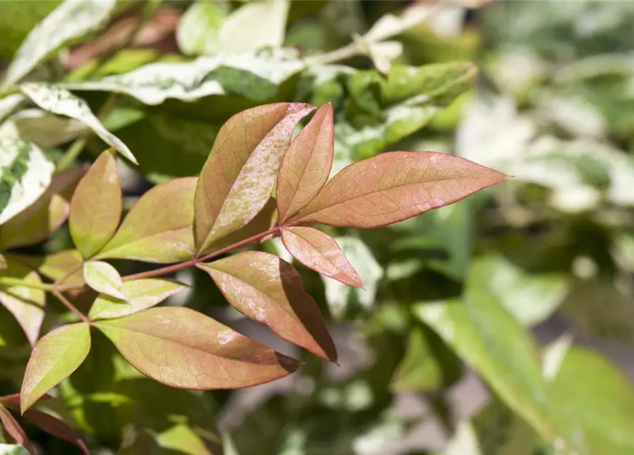 Nandina domestica