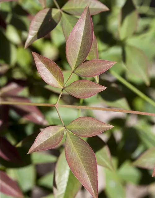 Nandina domestica