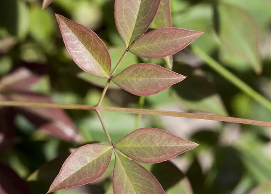 Nandina domestica