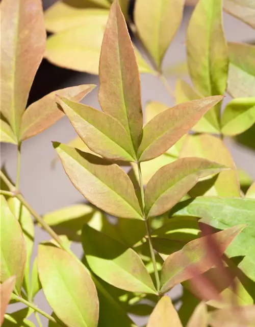 Nandina domestica