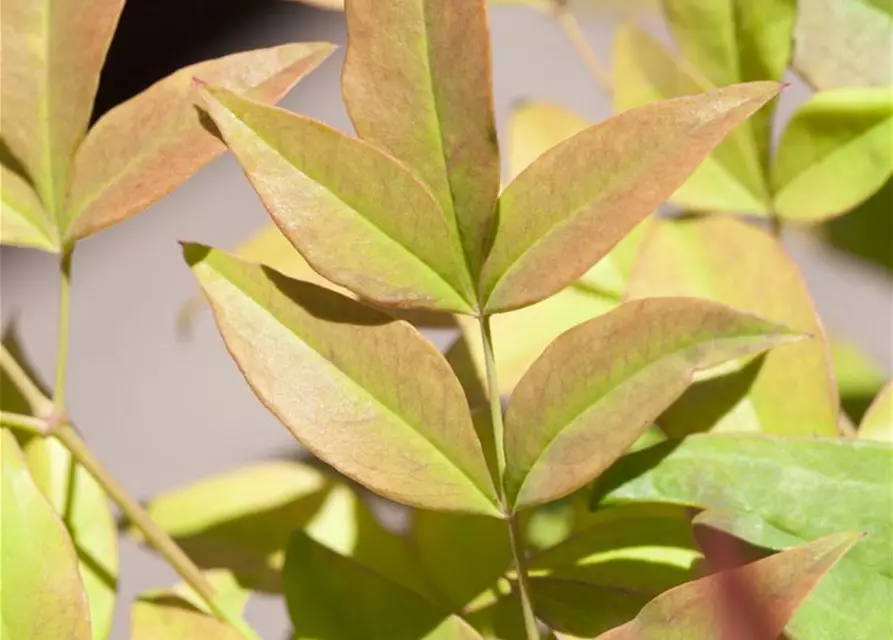 Nandina domestica