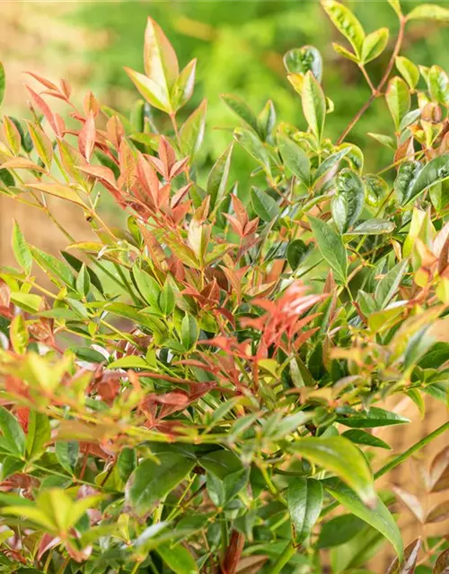 Nandina domestica