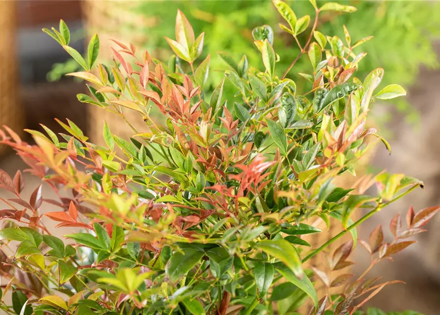 Nandina domestica