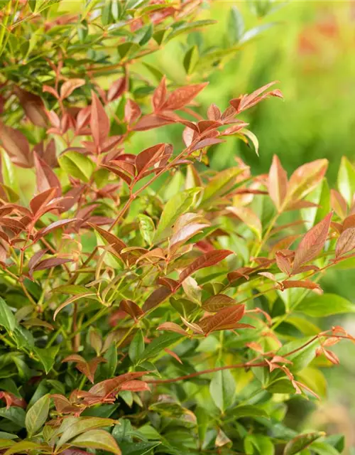 Nandina domestica