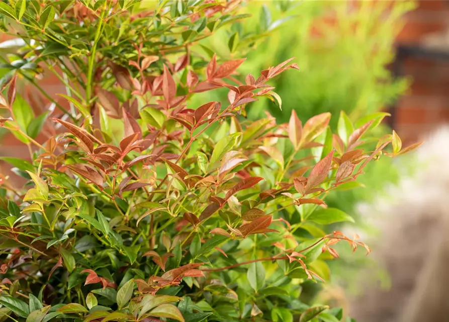 Nandina domestica