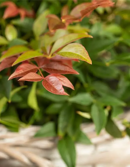 Nandina domestica