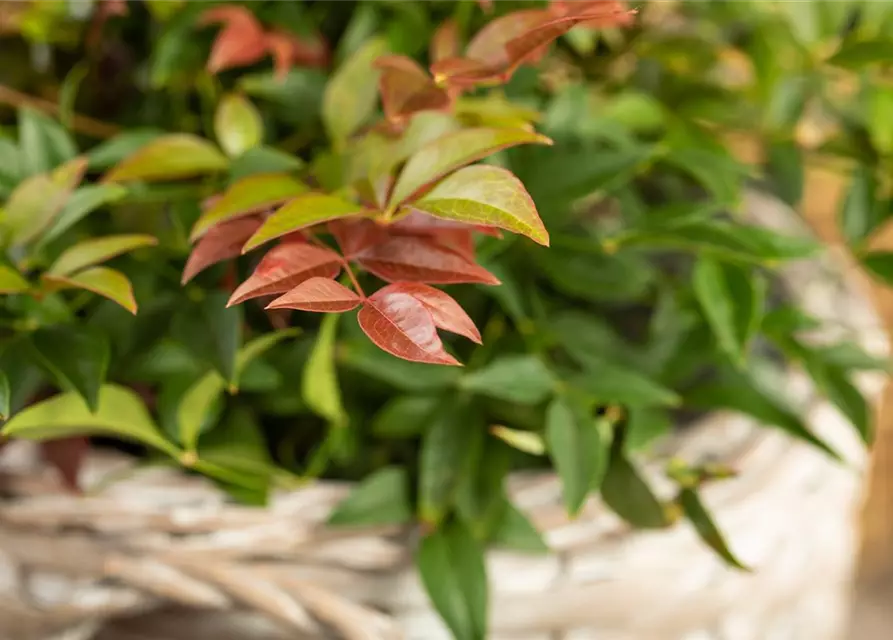 Nandina domestica