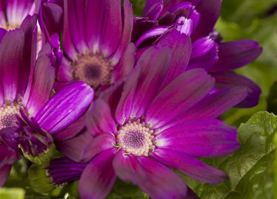 Pericallis cruentus