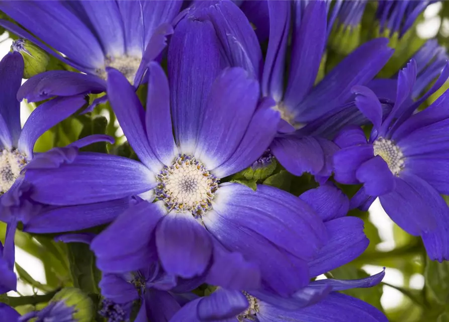 Pericallis cruentus