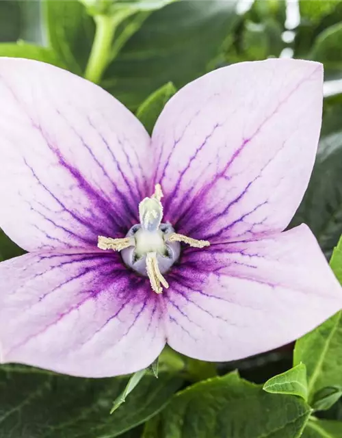 Platycodon grandiflorus