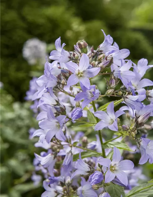 Platycodon grandiflorus