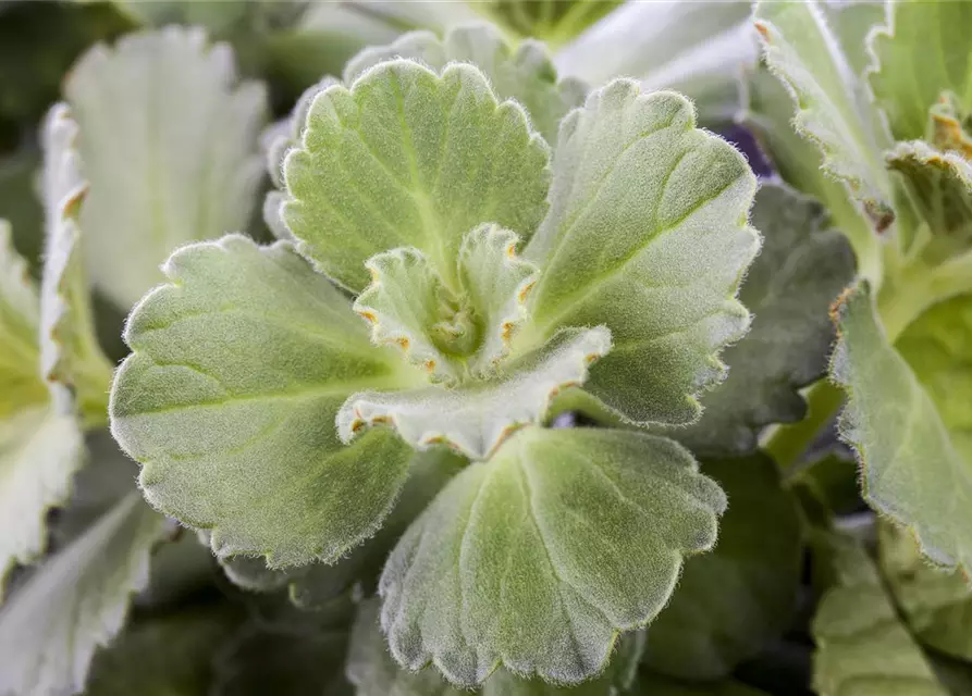 Plectranthus ornatus