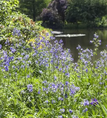 Polemonium caeruleum