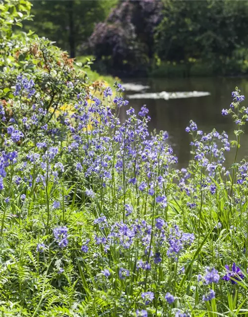 Polemonium caeruleum