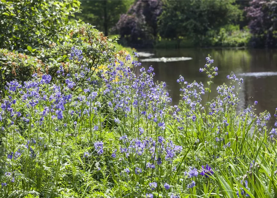 Polemonium caeruleum