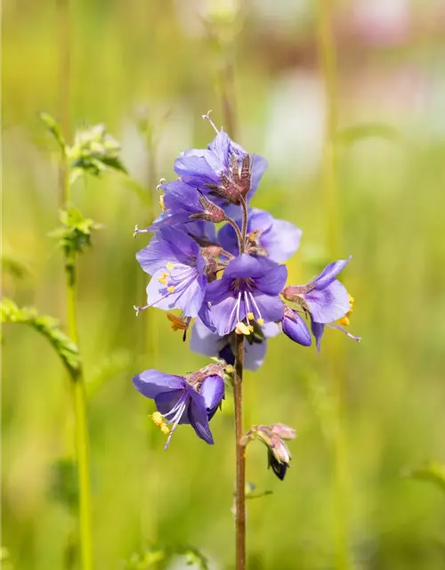 Polemonium caeruleum