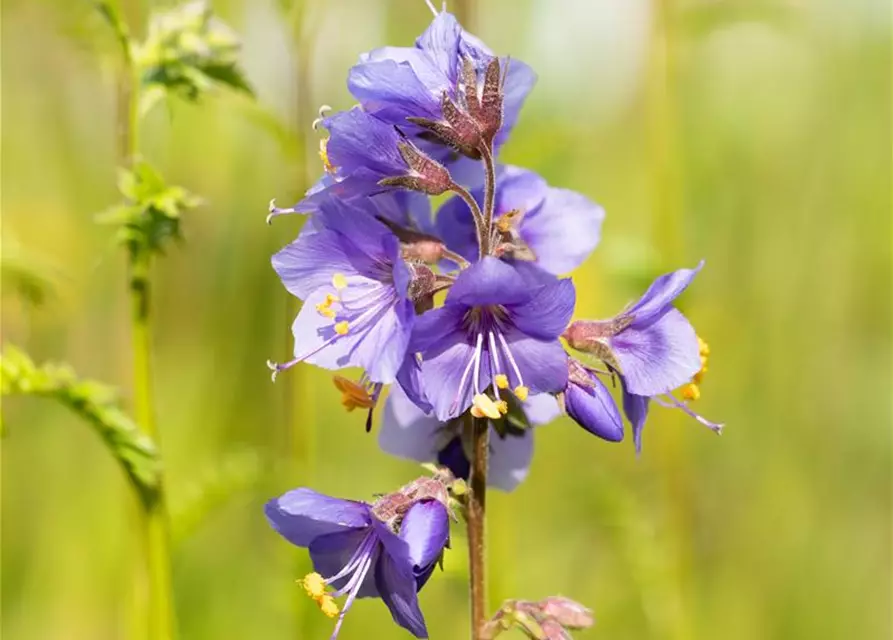 Polemonium caeruleum