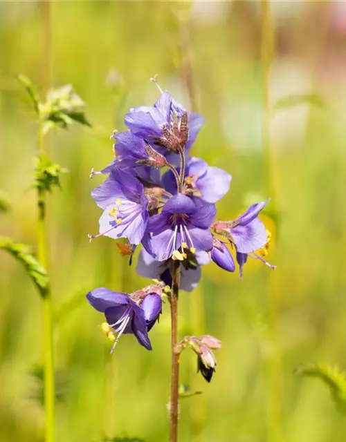 Polemonium caeruleum