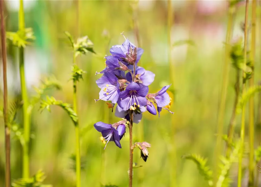 Polemonium caeruleum