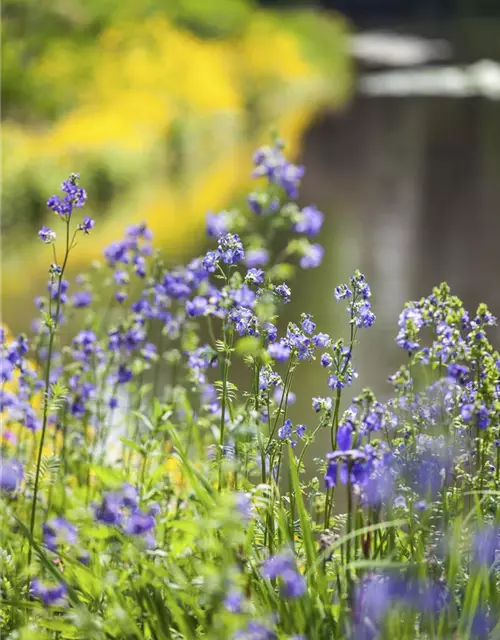 Polemonium caeruleum