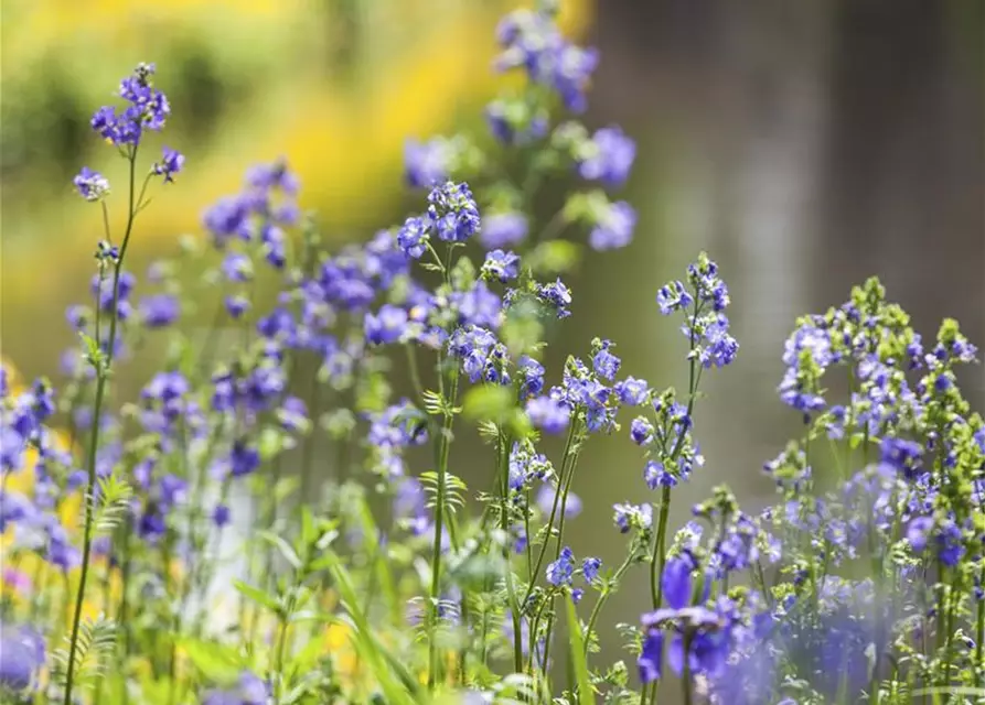 Polemonium caeruleum