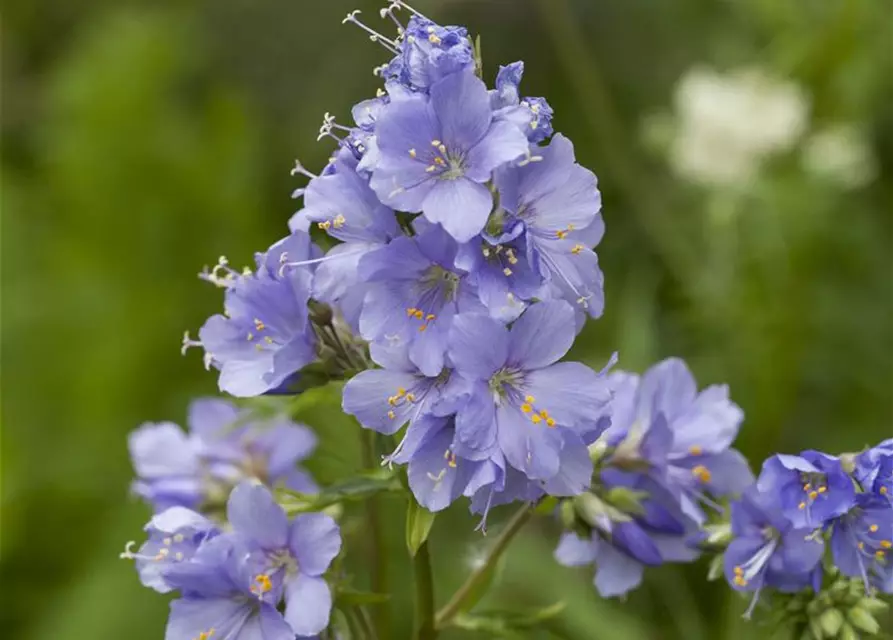 Polemonium caeruleum