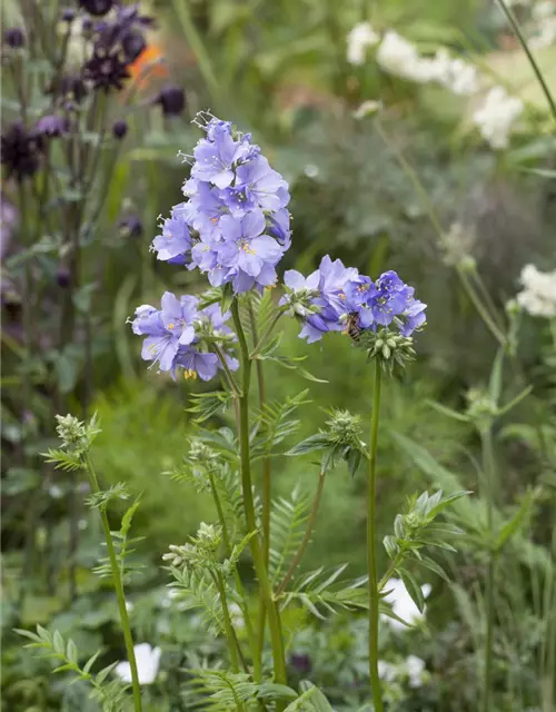 Polemonium caeruleum