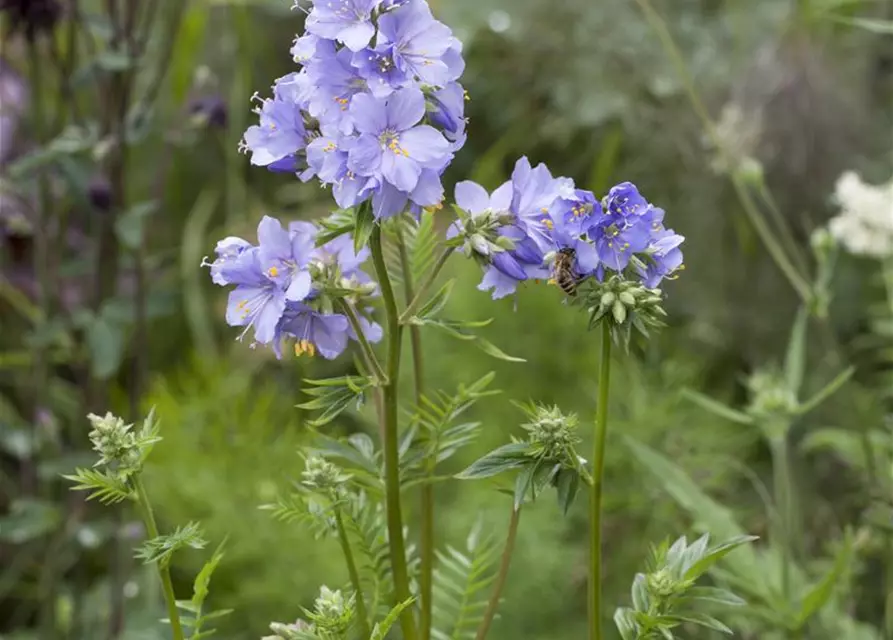 Polemonium caeruleum