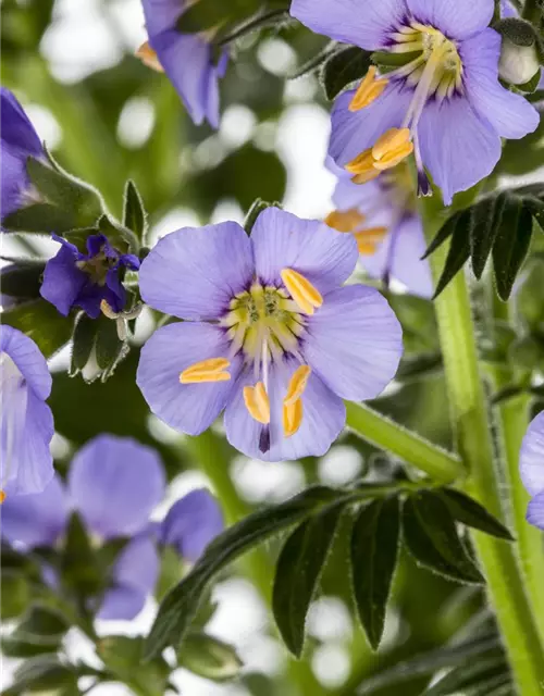 Polemonium caeruleum