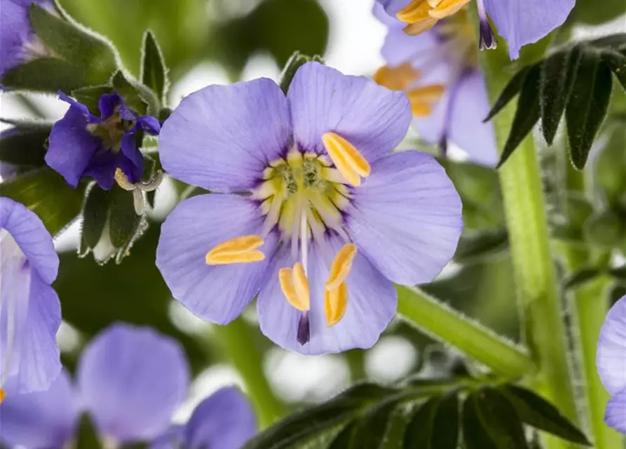 Polemonium caeruleum