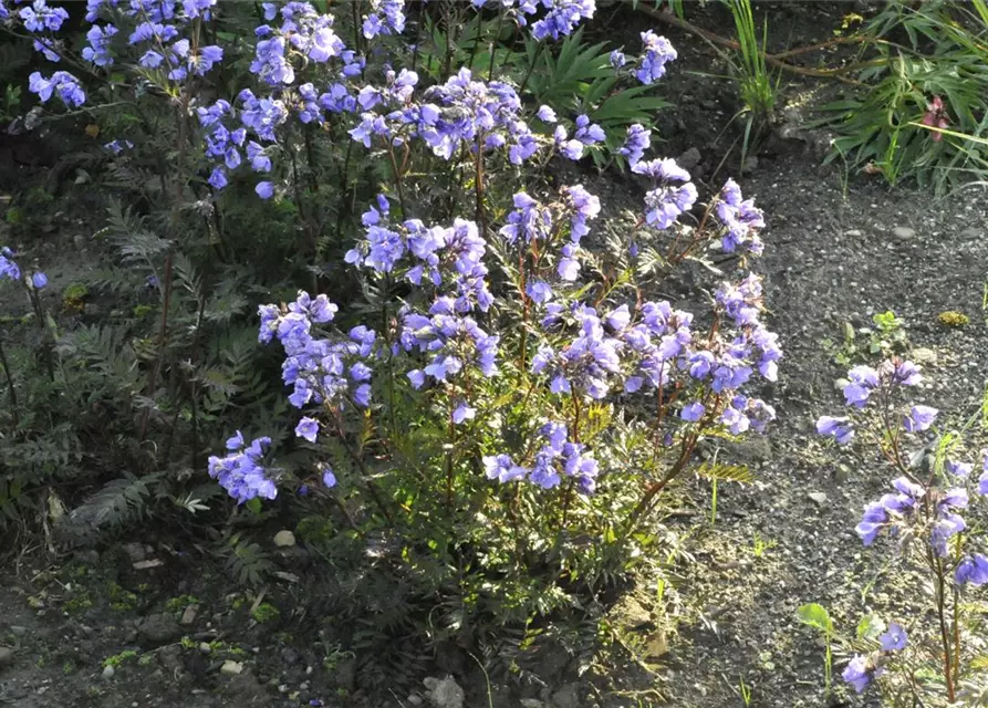 Polemonium caeruleum