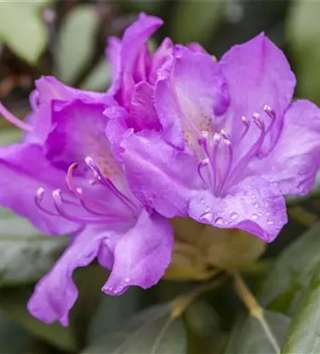 Rhododendron catawbiense