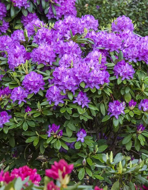 Rhododendron catawbiense