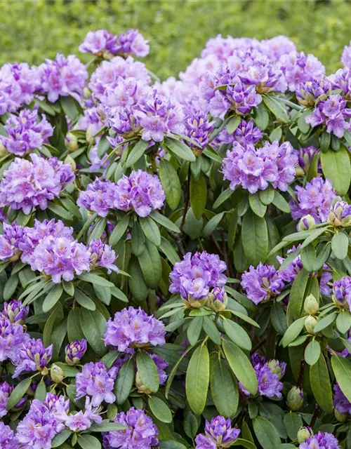 Rhododendron catawbiense